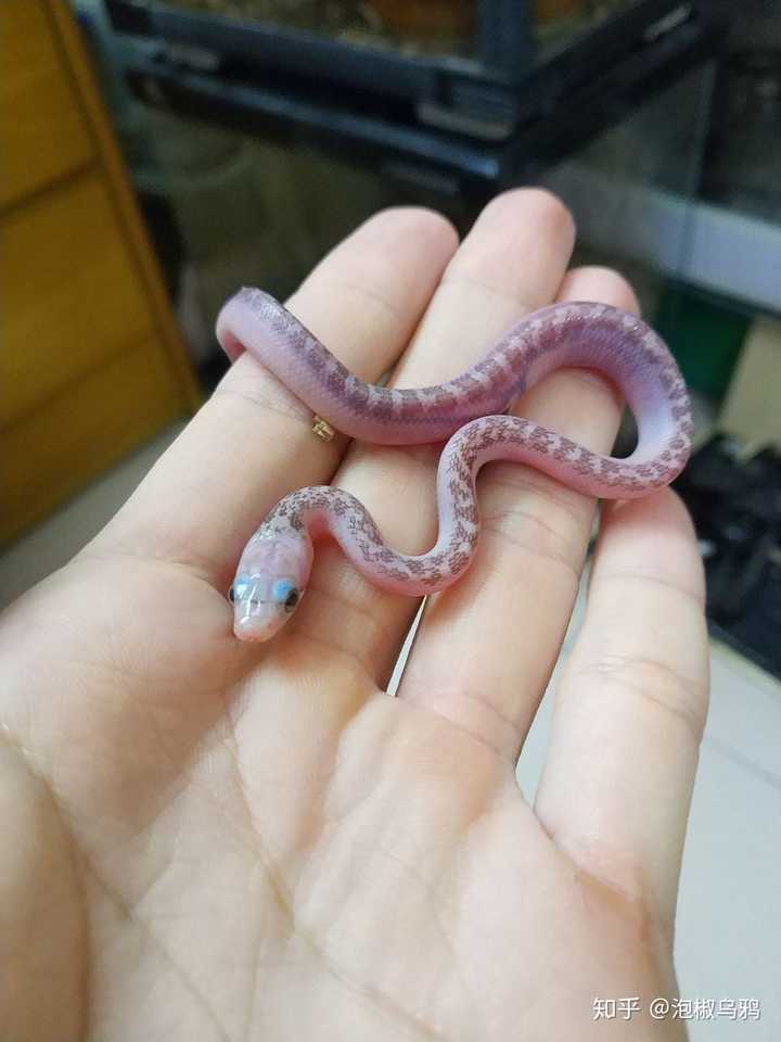 为什么生孩子特别是男孩会梦到蛇