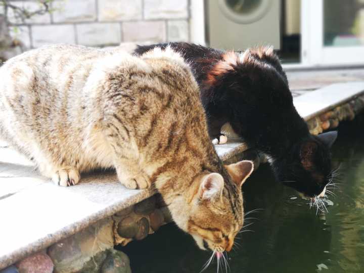 野猫经常跑进家里打我的猫怎么办 知乎