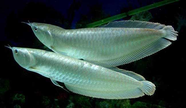 一条鱼如果寿终正寝大概可以活多久