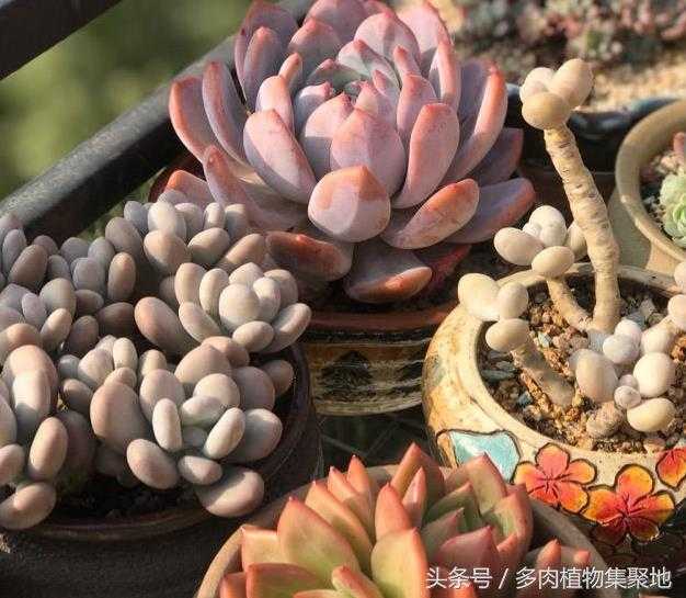 多肉徒长后再养好是什么样的体验 知乎 多肉徒长后再养好是什么样的体验 知乎