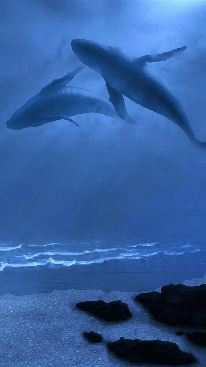 蓝色的鲸鱼