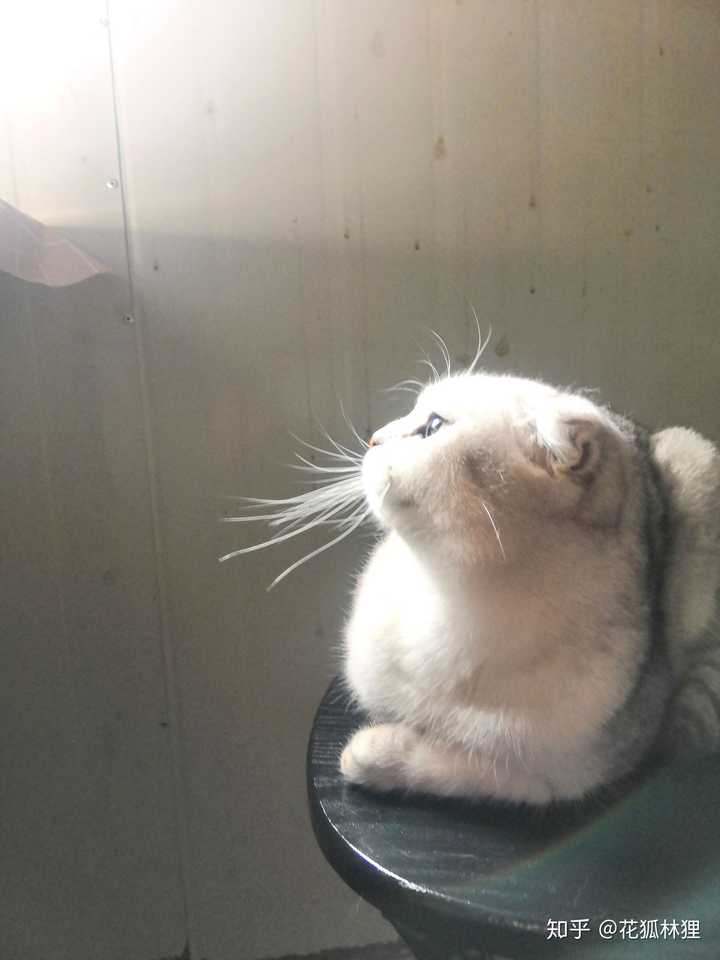 如何看待女朋友抱着猫在床上自拍 发朋友圈屏蔽了我 一看见女朋友和猫亲近就会难受 该怎么办 知乎 如何看待女朋友抱着猫在床上自拍 发朋友圈屏蔽了我 一看见女朋友和猫亲近就会难受 该怎么办 知乎