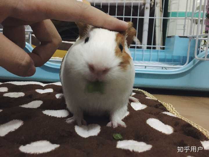 荷兰猪和仓鼠哪个更适合新手养？ - 知乎