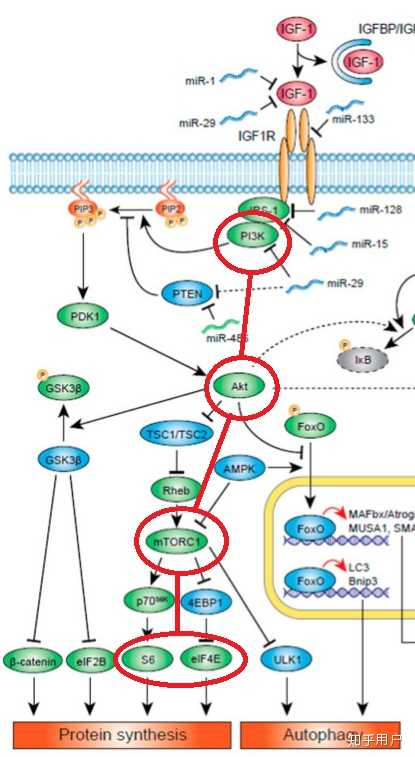 生长激素到底能够增加肌纤维数量吗?