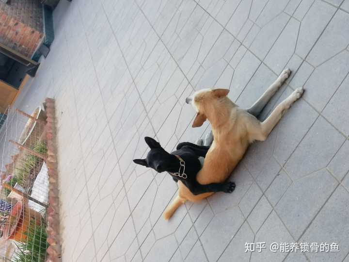 中华田园犬的颜值可以多高 能养锁骨的鱼的回答 知乎