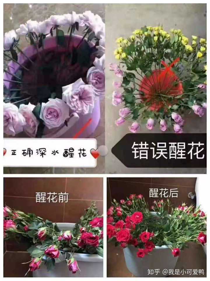 怎样延长鲜花的保鲜期 知乎