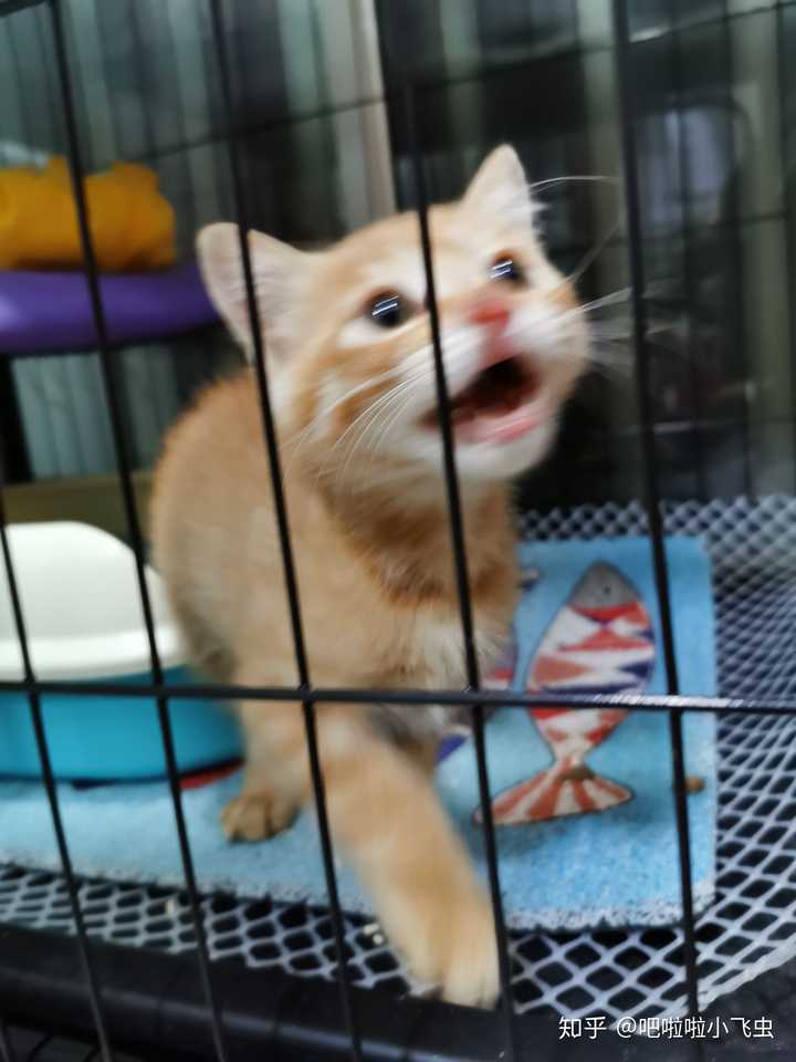 如何劝自己不要养猫呢 知乎 如何劝自己不要养猫呢 知乎