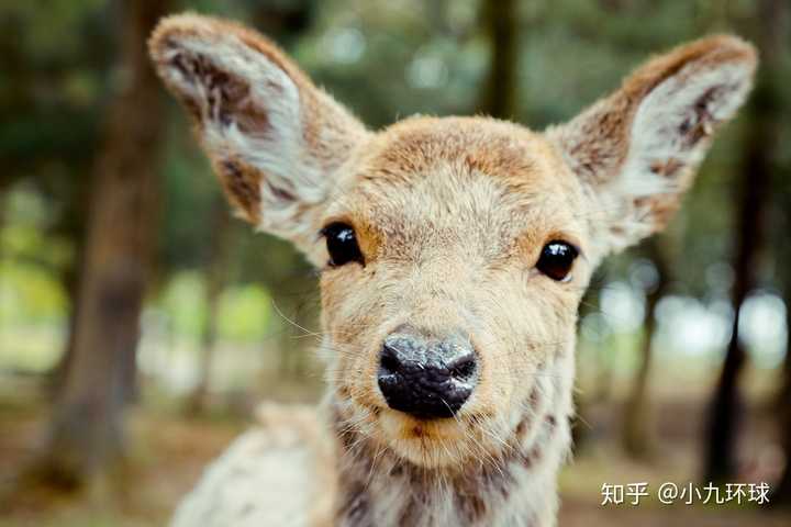 关于奈良旅游喂鹿的注意事项 知乎