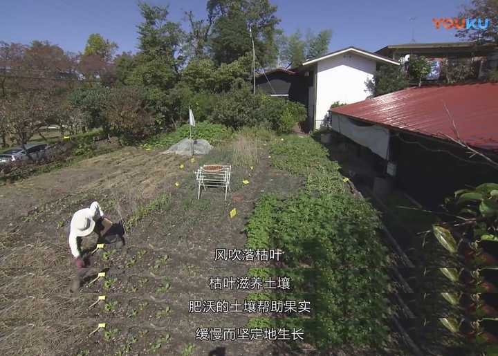 20 张更多信息别名积存时间的生活 / 人生水果 / life is fruity技术