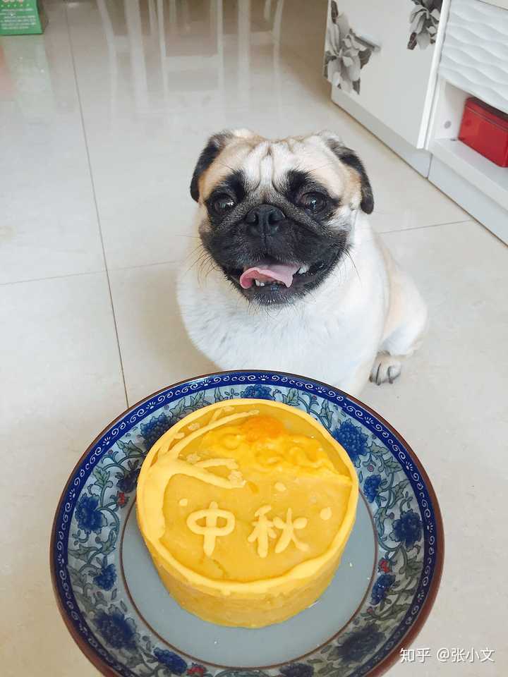 如何评价巴哥犬这种狗 知乎 如何评价巴哥犬这种狗 知乎