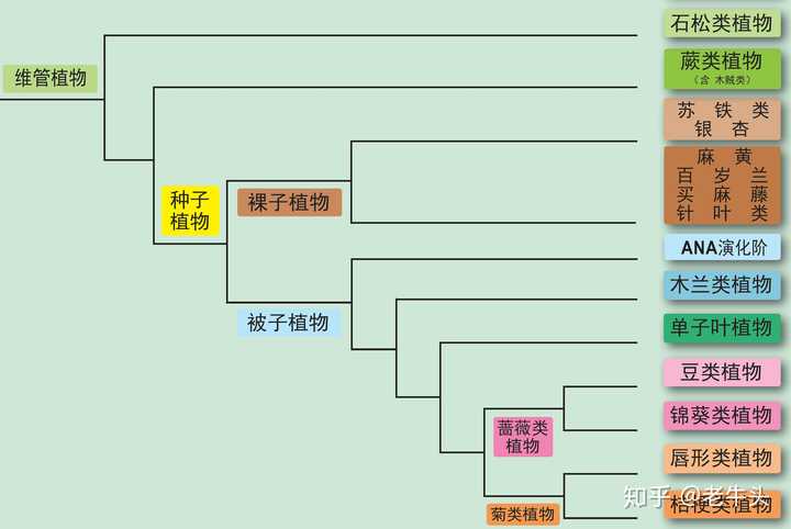 植物是怎么分类的 老牛头的回答 知乎