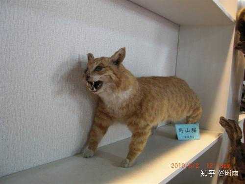 猫死了埋在地下多久会腐烂 知乎 猫死了埋在地下多久会腐烂 知乎