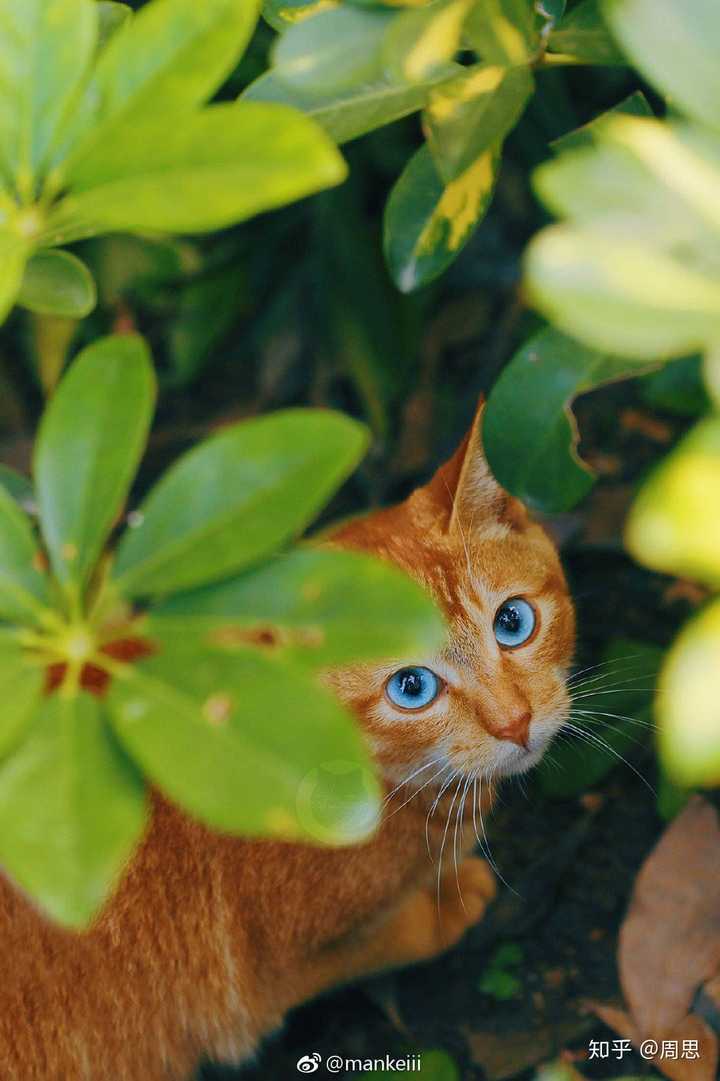 浅绿色眼睛的猫图片