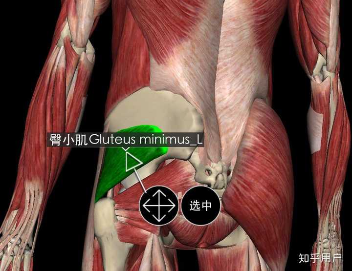 小儿臀中肌定位图片图片
