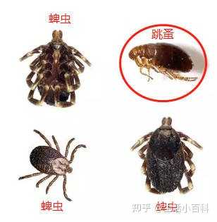 如何有效灭杀家中的跳蚤和跳蚤卵 知乎