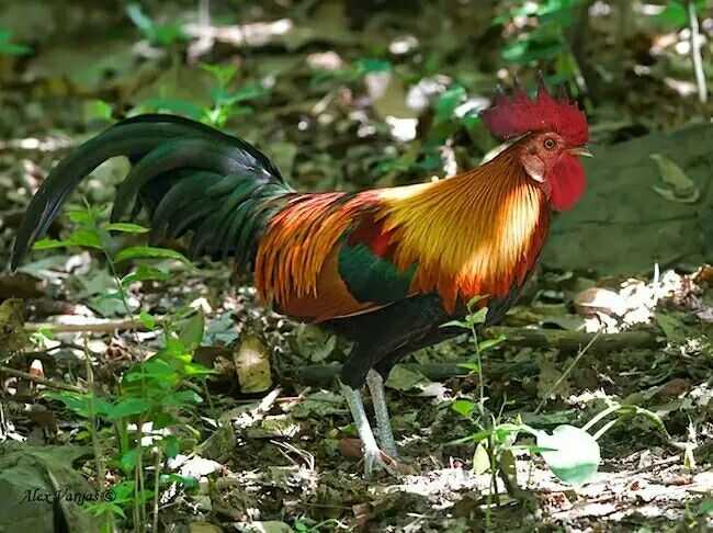 远古时代第一只鸡是怎么来的?