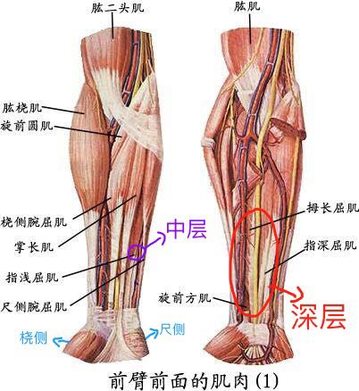 如何专门锻炼小臂上的肌肉 知乎