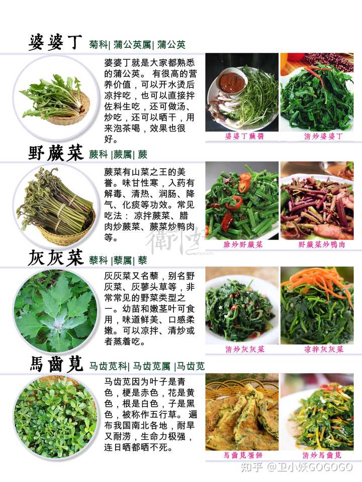 春天有哪些可以挖的野菜 知乎 春天有哪些可以挖的野菜 知乎