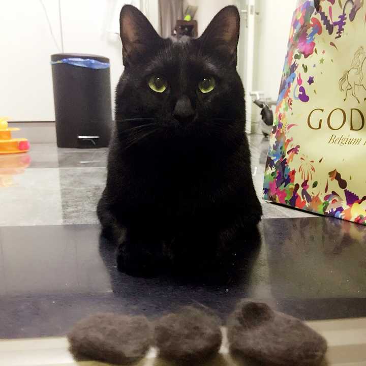 从奶猫开始养是什么样的体验 知乎 从奶猫开始养是什么样的体验 知乎