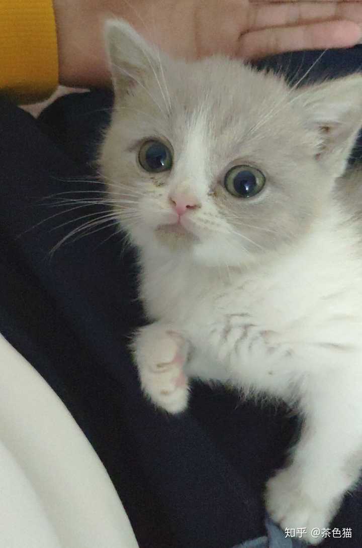 这个是什么猫呀 是银渐层吗 茶色猫的回答 知乎 这个是什么猫呀 是银渐层吗 茶色猫的回答 知乎