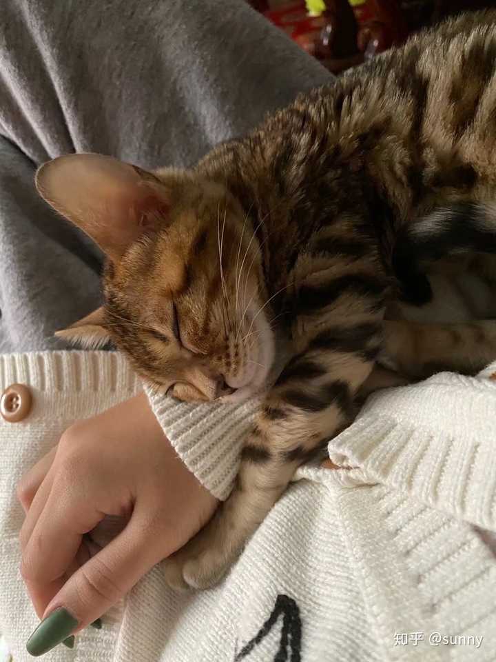 大家有可爱的猫猫抱在一起睡觉的视频或图片嘛?