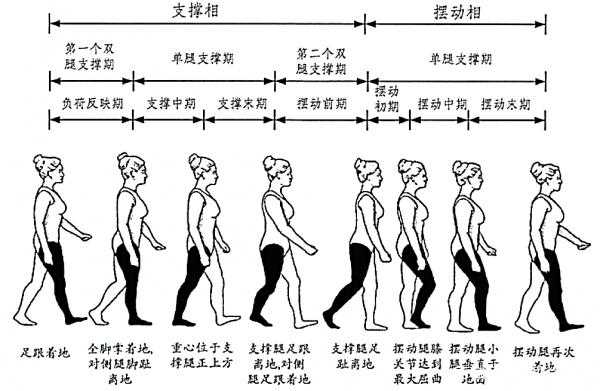 步态分析图解图片