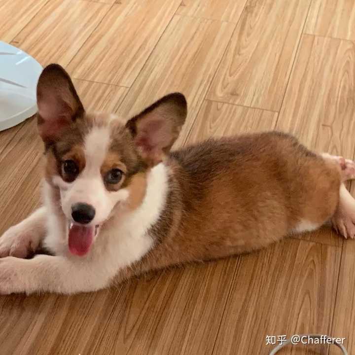 柯基一般在哪些价位才好不想太便宜也不想太贵?