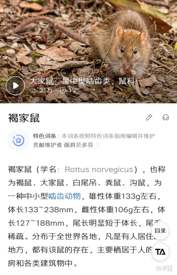 养花枝鼠是否会染上鼠疫 龙猫有鼠疫吗 龙猫传播鼠疫吗