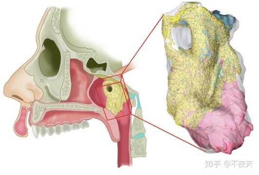 科学家在人体内发现未知的 咽鼓管唾液腺 真的是新器官吗 这一发现具有哪些意义 知乎