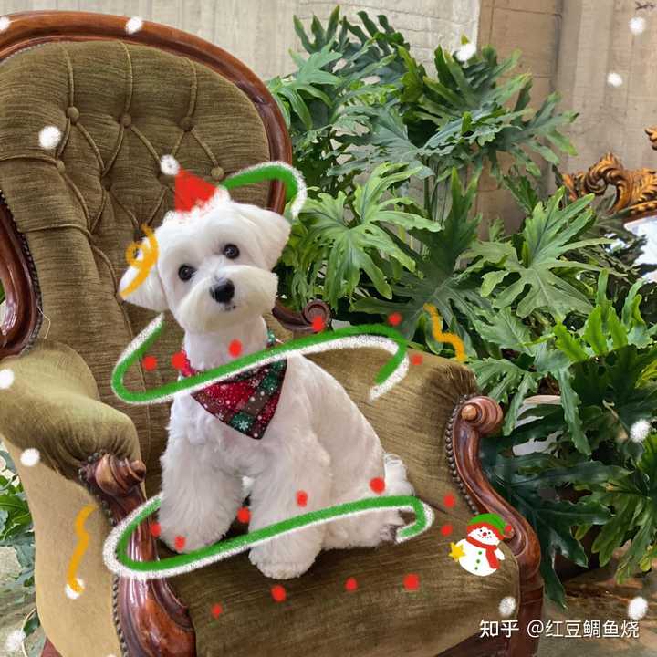 Nct都养了哪些宠物 知乎 Nct都养了哪些宠物 知乎