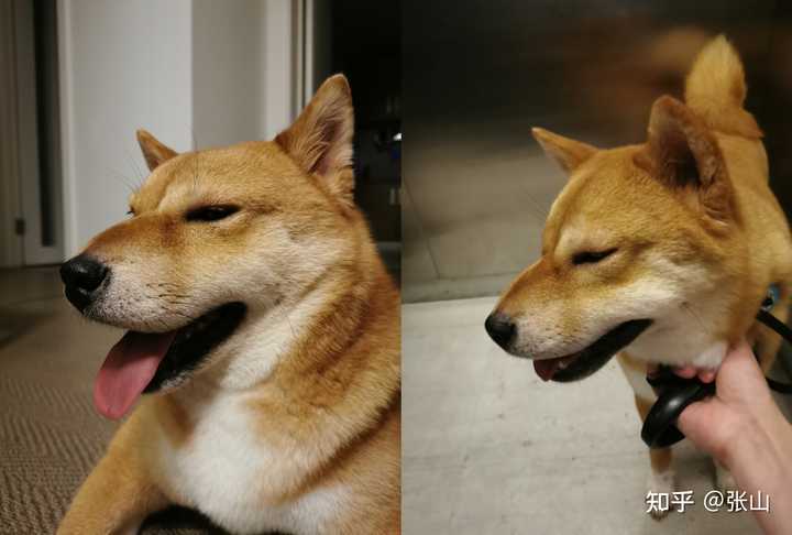 柴犬一点都不亲人怎么办啊 知乎 柴犬一点都不亲人怎么办啊 知乎