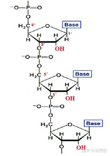 rna化學結構,5`端,3`端及五碳糖1號碳位置均標出