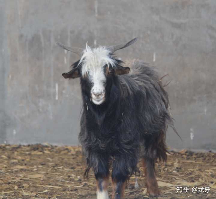 为什么养宠物不能养猴子 知乎 为什么养宠物不能养猴子 知乎