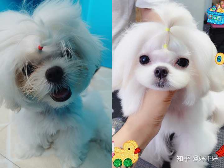 马尔济斯好养吗需要哪些条件大概多少开销