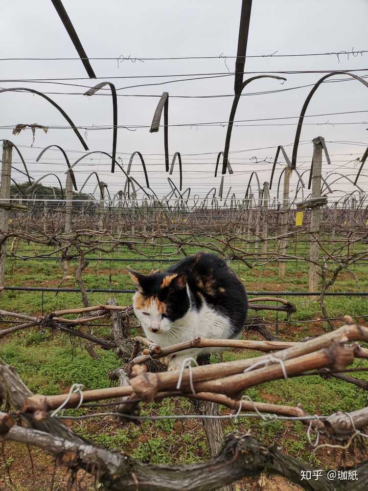 养了很久的猫 突然一天走出门就再也没回来过 你是什么心情 知乎