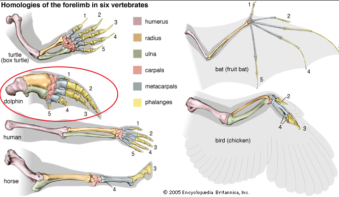 鲸鱼的前肢变成鳍状,并不是进化的回头路,而是在现有的基础上更进一步