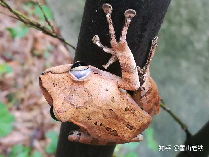 某泛樹蛙,背上的花紋不是x