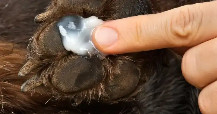 有没有了解狗狗趾间炎的朋友 知乎 有没有了解狗狗趾间炎的朋友 知乎