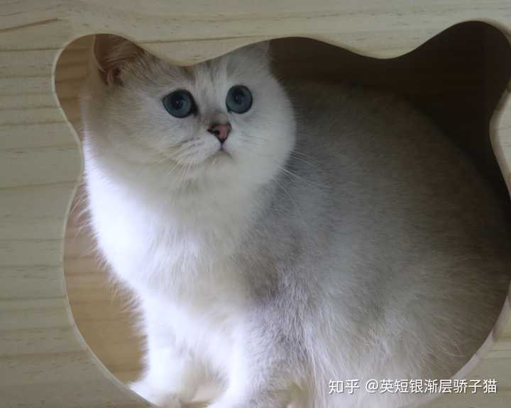 请问能空运英短来马来西亚的吗 Ps 找个猫舍 有英短的 英短银渐层骄子猫的回答 知乎