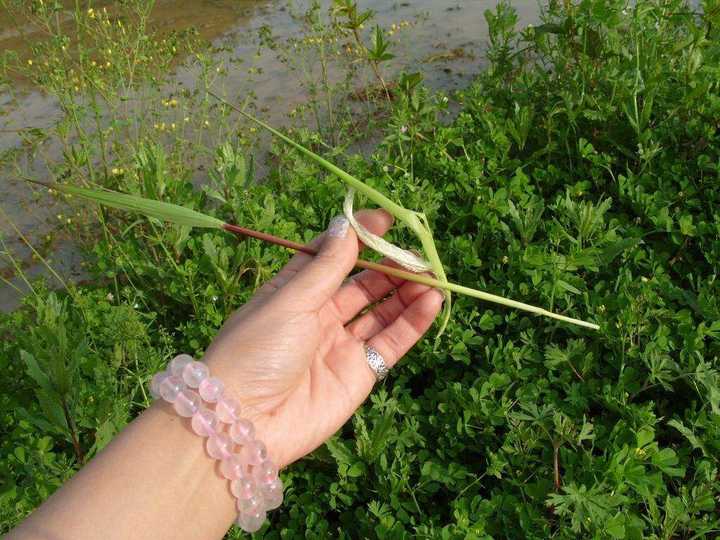 小时候在乡下姥姥家的那一年,姐姐带我吃过一种草.