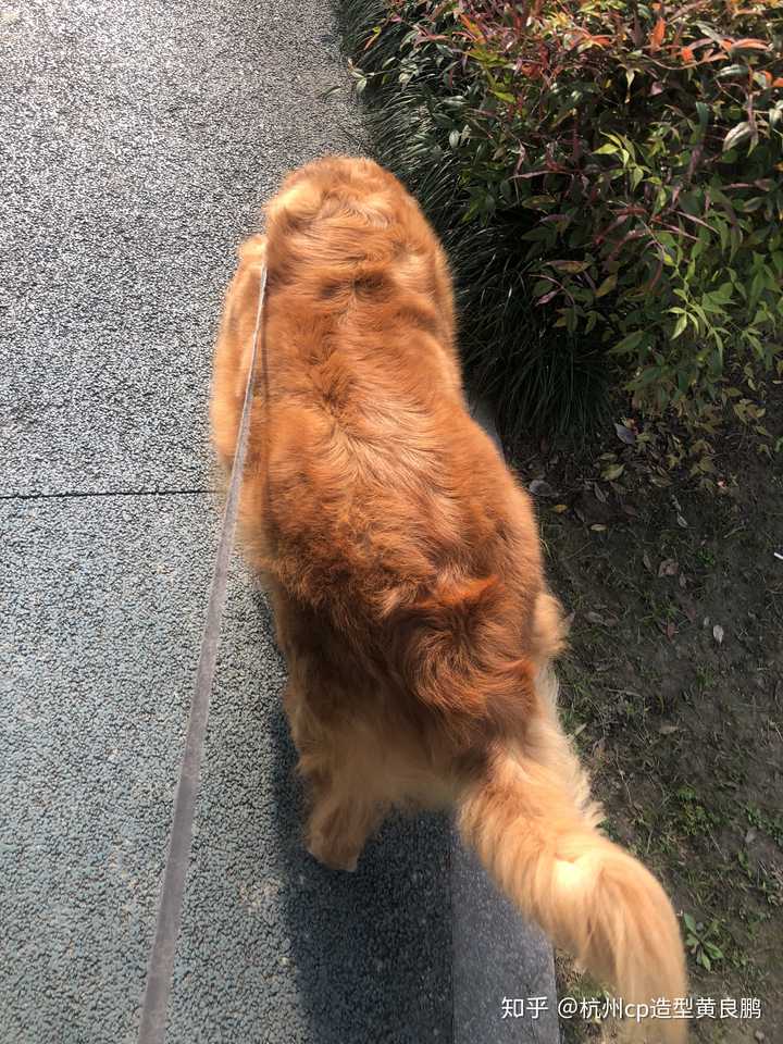 遛狗的时候遭遇德牧怎么办?