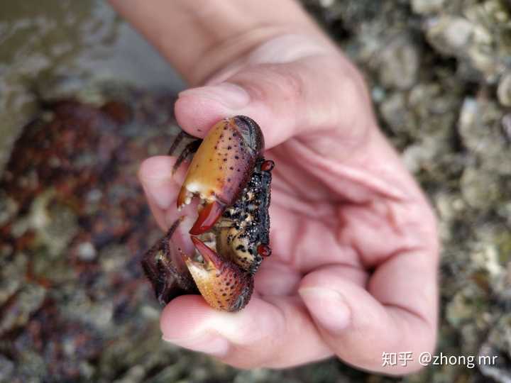 鲶鱼的牙齿就像带毛刺的两把刷子,不会让人很严重,但蹭掉的表皮会让人
