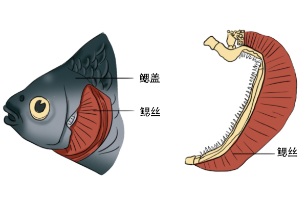 鱼在水里要吸氧气 可是为什么到了岸上氧气更多反而会死呢 知乎