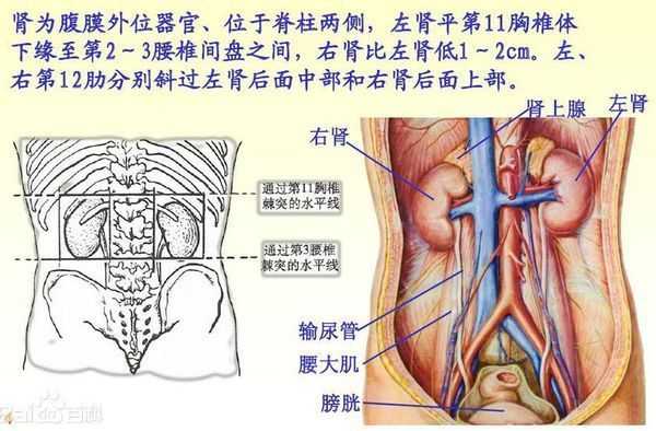 失去下肢是怎么生存的?