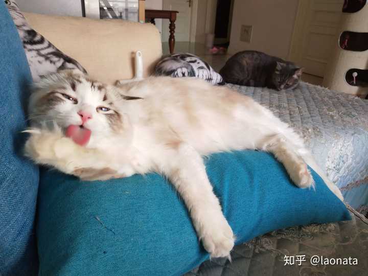 如何买到东北布偶猫 知乎 如何买到东北布偶猫 知乎
