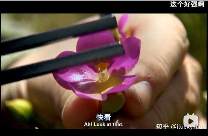 对植物说话真的有用吗 知乎