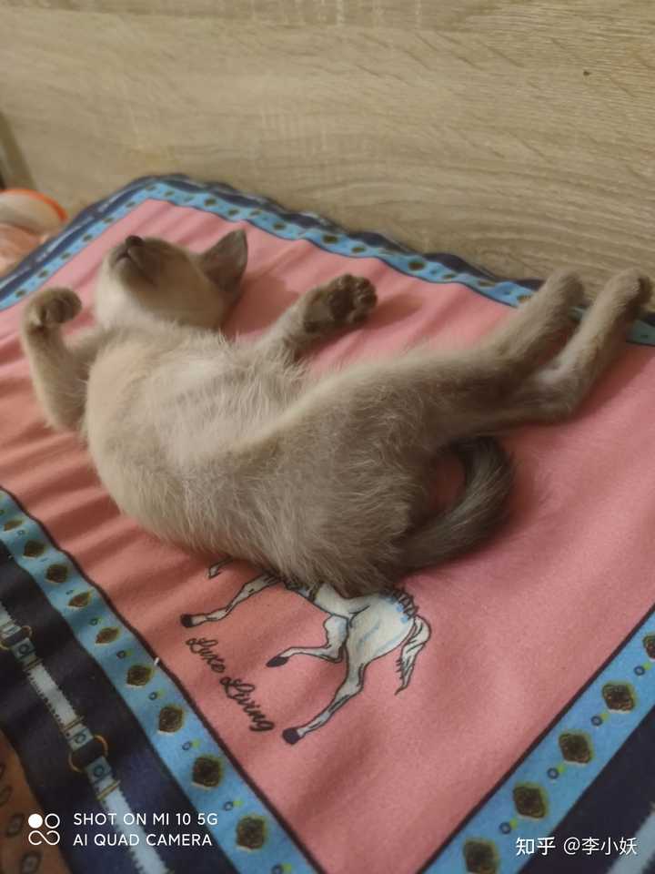 花枝鼠和猫咪哪一个陪伴型更好 知乎 花枝鼠和猫咪哪一个陪伴型更好 知乎