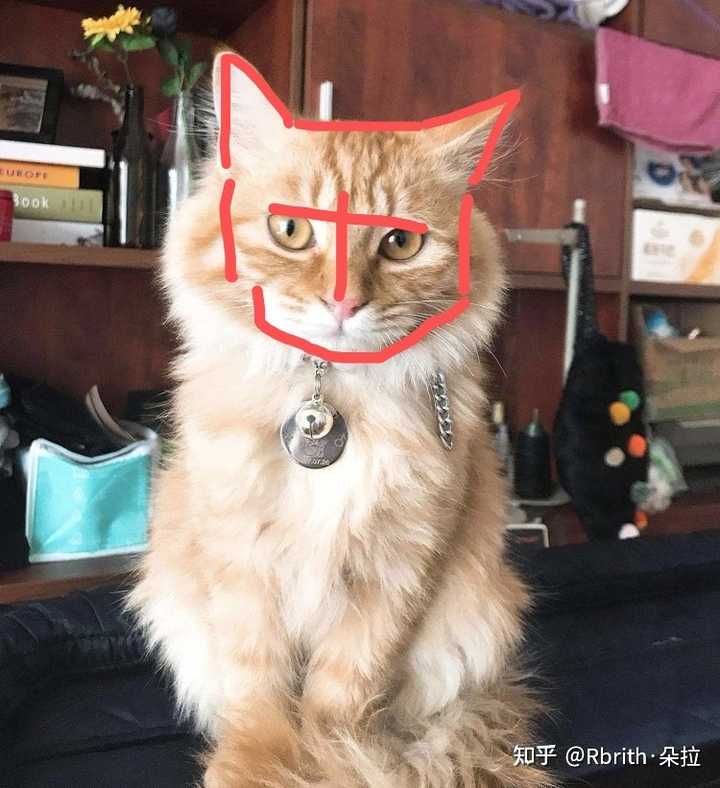 有人养长毛的狸花猫吗 真的长得像缅因猫吗 知乎