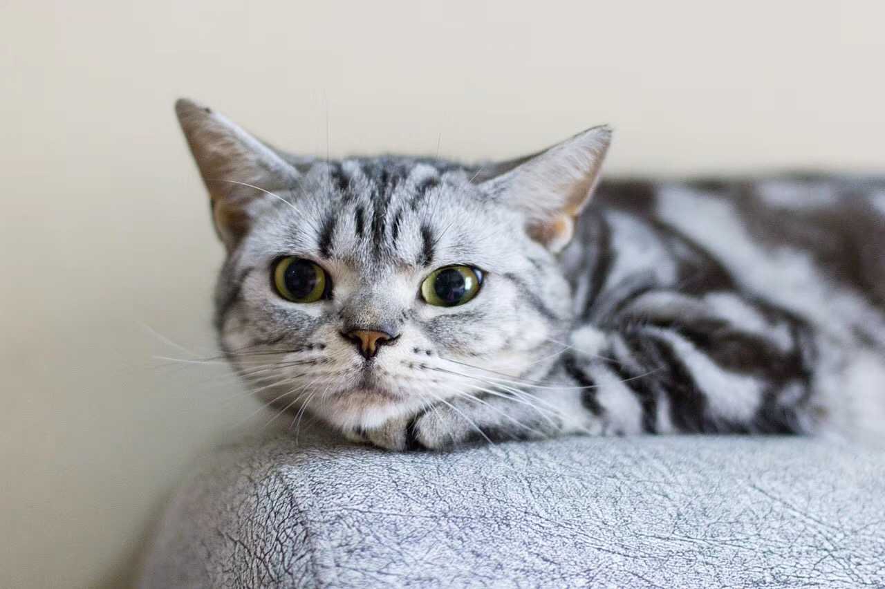 广州的孩子,美国短毛猫银虎斑