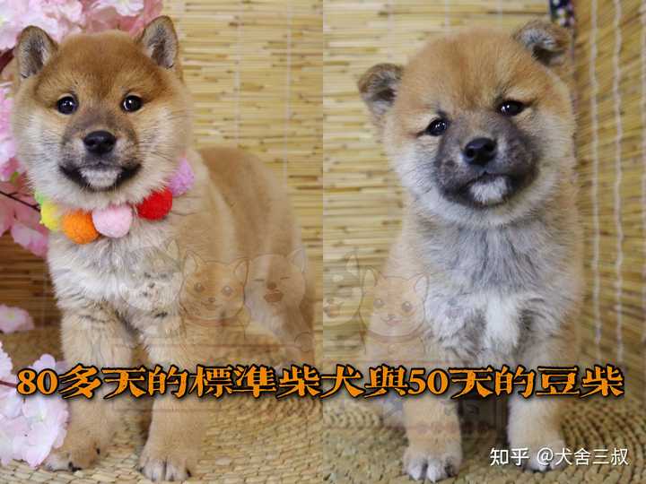 怎么辨别豆柴与柴犬的区别 从哪里可以区分 知乎